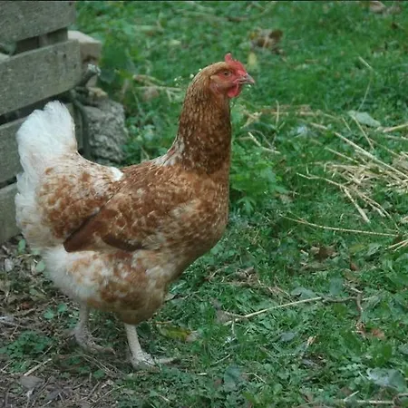 Redington House Selfcatering * Cobh