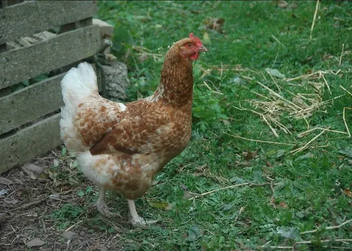 Redington House Selfcatering * 코브